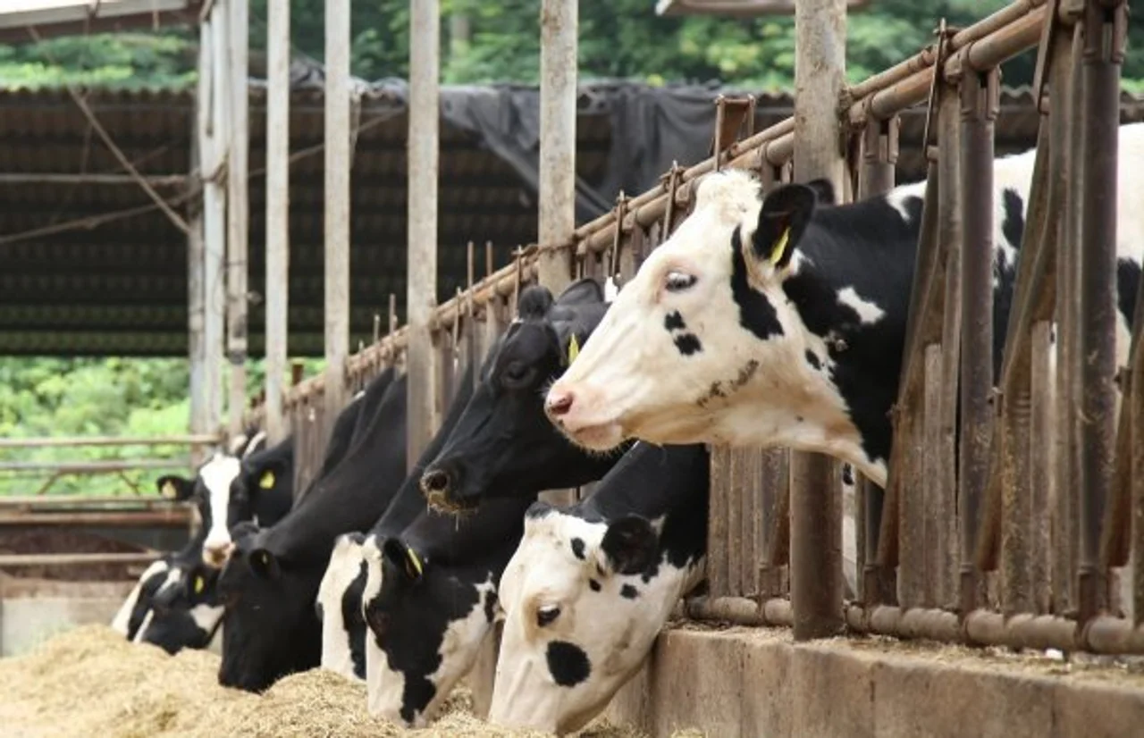 ▲ 미국 텍사스대학교 갤버스턴 의과대학 그레고리 그레이 교수는 낙농 소에 H5N1 백신을 접종해야 한다고 주장했다.(자료사진) 