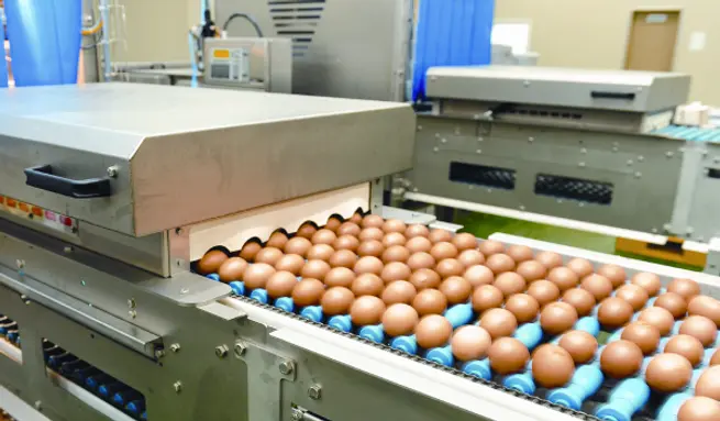 ▲ 산란계 살처분 수수가 크게 늘어 계란 수급에 차질이 빚어지고 있다.